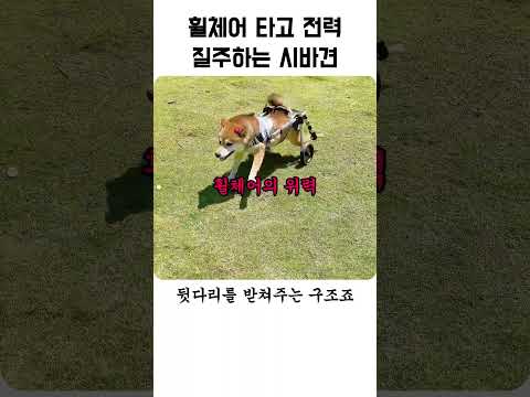 휠체어 타고 전력 질주하는 시바견 thumbnail