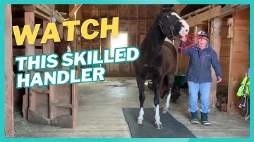 Moments that Matter: The Role of Body Language in Understanding and Training Horses Better