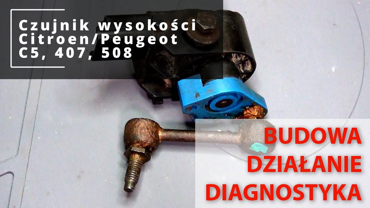 Pęd Budowa I Funkcje łodygi