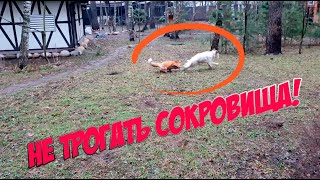видео: ЛИ СЯО. Алиса - Лиса. Собаки вновь нашли запасы Алисы. Новые рекорды Белого в беге. Забавные моменты картинка: ЛИ СЯО. Алиса - Лиса. Собаки вновь нашли запасы Алисы. Новые рекорды Белого в беге. Забавные моменты
