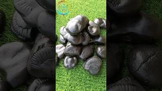 Shaligram, different types of shaligram shila ?? shorts short shortsfeed