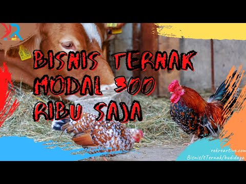 Ide Ternak Modal 300 Ribuan Mudah dan Menguntungkan