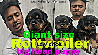 Giant size Rottweiler big head puppy sale in Kolkata West Bengal | low price quality Rottweiler dog by pom Tv Love dog & (vlog) 221 views 1 month ago 1 minute, 6 seconds