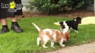 Friendly Cavalier King Charles Spaniel Puppies