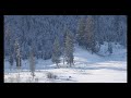 Eight Mile Wolves in Lamar Valley