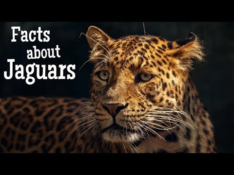 Jaguar Facts for Kids