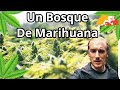 Bután🇧🇹 El Mágico Valle De Tang 🇧🇹(Me Encontré un Bosque de Marihuana)