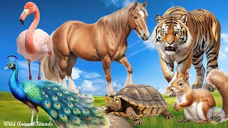 Happy Animal Moments Around Us: Horse, Peacock, Turtle, Flamingo, Squirrel - Animal Videos by Wild Animal Sounds 3,824 views 8 days ago 30 minutes