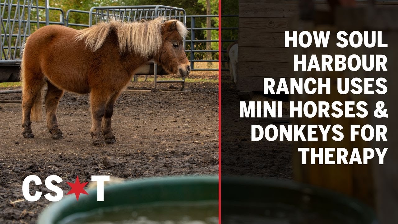 How SOUL Harbour Ranch uses miniature horses and donkeys for therapy