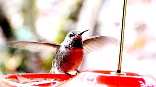 Anna's hummingbirds are drinking nectar at my house.