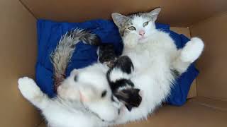 kittens birth / A young mother cat who has just given birth