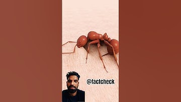 how an ant actually stings you 😱(3D Animation in Hindi)#shorts