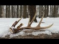 Shed Antler Hunting - A Dandy Fresh 2022