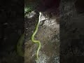 Sri Lanka Green Pit Viper | පලා පොලගා | Pala polaga | Asian Vine Snake | Sinhala #Shorts