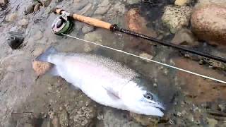 Rainbow Trout on the Fly with Campanella #3 & Beulah #6 Switch