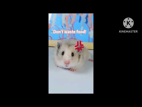 Don T Waste Food Csupo