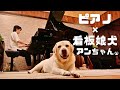 ピアノ好きなわんちゃんにショパンを聴いてもらってみた！ #犬好き