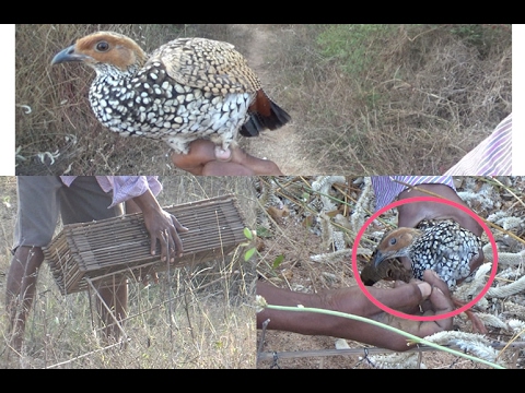 How to Catch Partridge bird, Village guy catching partridge bird, Kouju pitta - YouTube