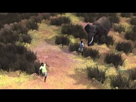 Видео: Браконьер растоптал слона, съеденного львами