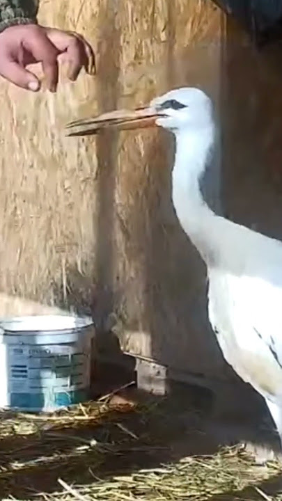 Trust in the beak – A special moment with a stork    #birds  #animals #nature