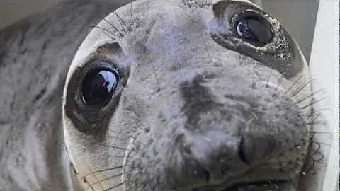 Patricia talking to a seal!
