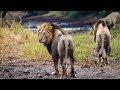 Two Lion Coalitions Few Kilometres Apart - Kruger Park South Africa