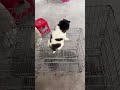 POV Searching for Cute Puppies at Dog Market – Watch Full Livestream for Real-Time Selection!
