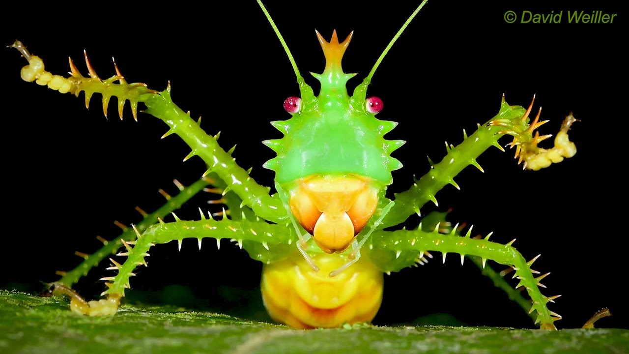 おもちゃみたいだろ でもこれ生きてるんだぜ 悪魔のキリギリスの異名を持つ トゲアクマツユムシ カラパイア