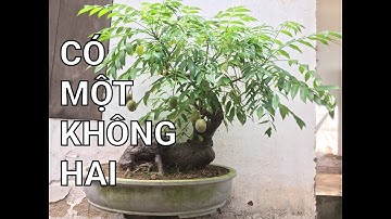 (Đã bán)Bonsai Cóc cổ mini độc đáo...