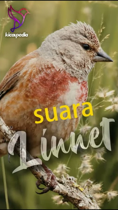 Masteran Burung Linnet Rapat Tajam jernih