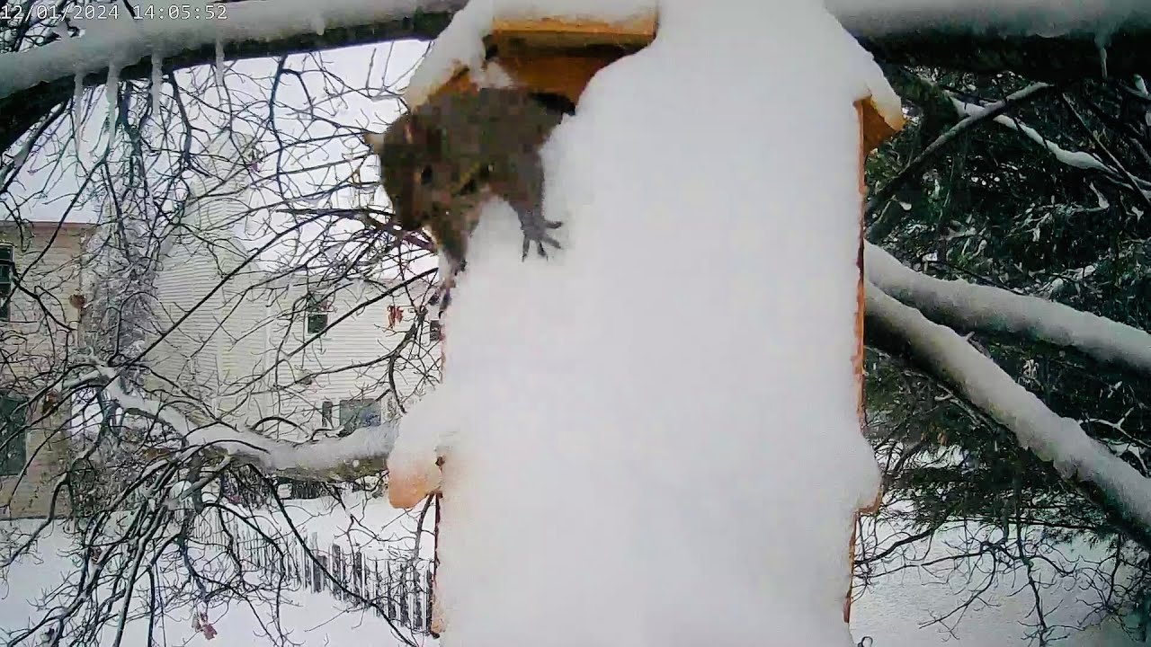 Safe From the Blizzard: Eastern Gray Squirrel Nest Box Moment