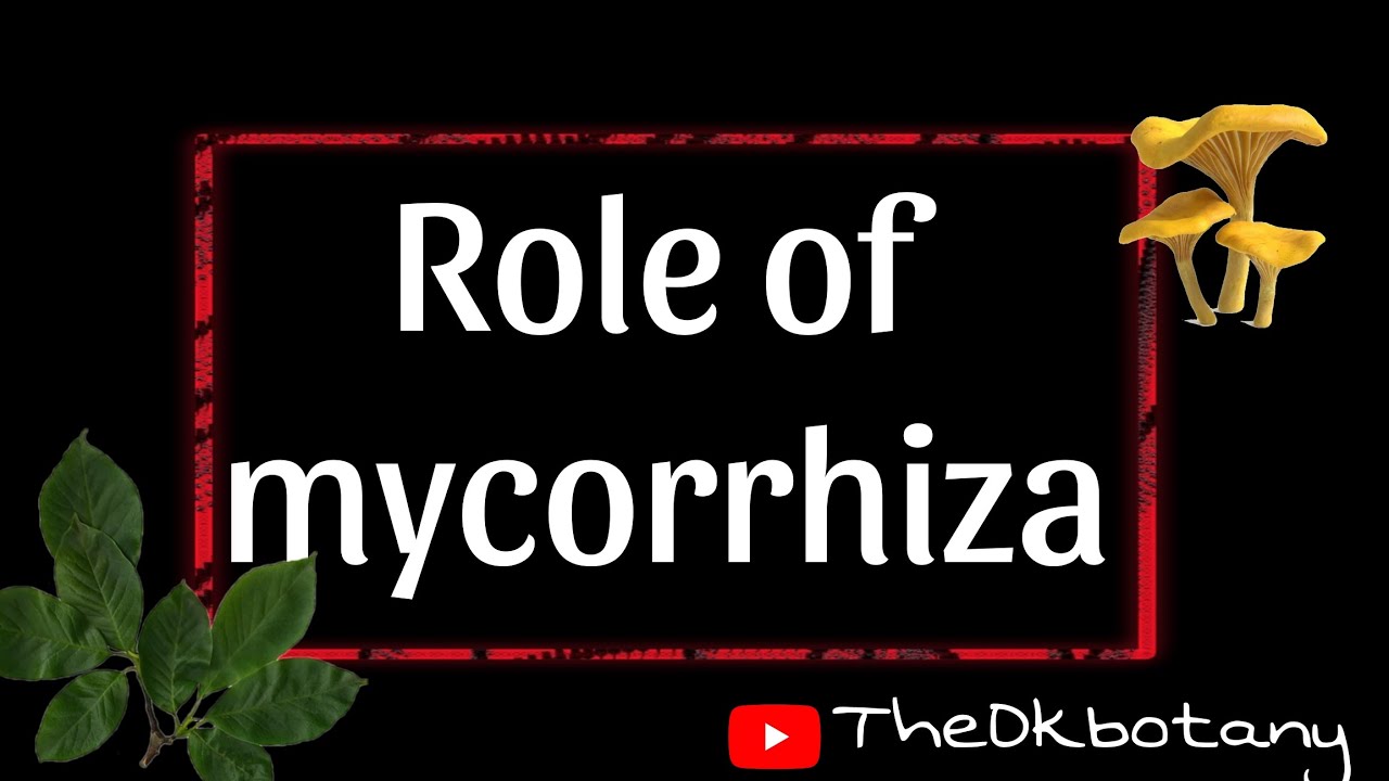 Role of mycorrhiza | Mycorrhiza role in agriculture and foresty | 