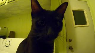 Black Chausie Kitten Close up Cleaning by Meow 80 views 4 years ago 8 minutes, 52 seconds