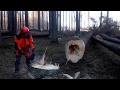 Professional felling of two trees at once with the Husqvarna 560XP chain saw