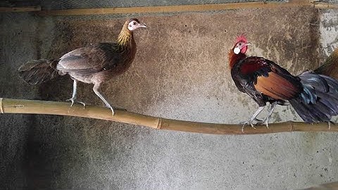 Rặc gáy mùa thay lông - Vietnamese jungle flowl