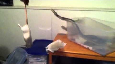 Feeding my female macklots python