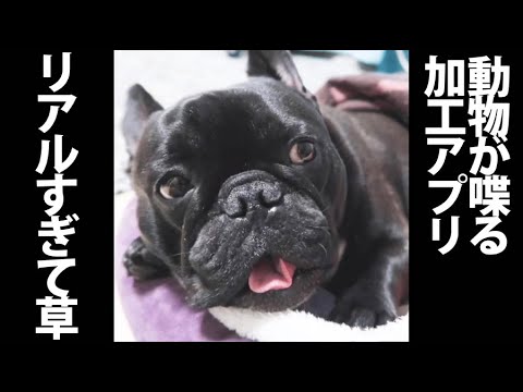 おしゃべりペット使ってみた 人間の言葉を喋る犬 Youtube