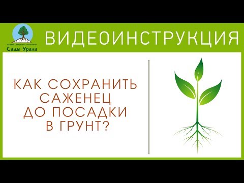 Как сохранить САЖЕНЦЫ до посадки? Видеоинструкция от Питомника "Сады Урала"