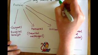 Additional Biology (B2) Proteins
