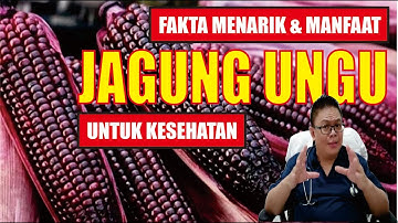 JAGUNG UNGU..................... MEMPUNYAI MANFAAT YANG BAIK UNTUK KESEHATAN