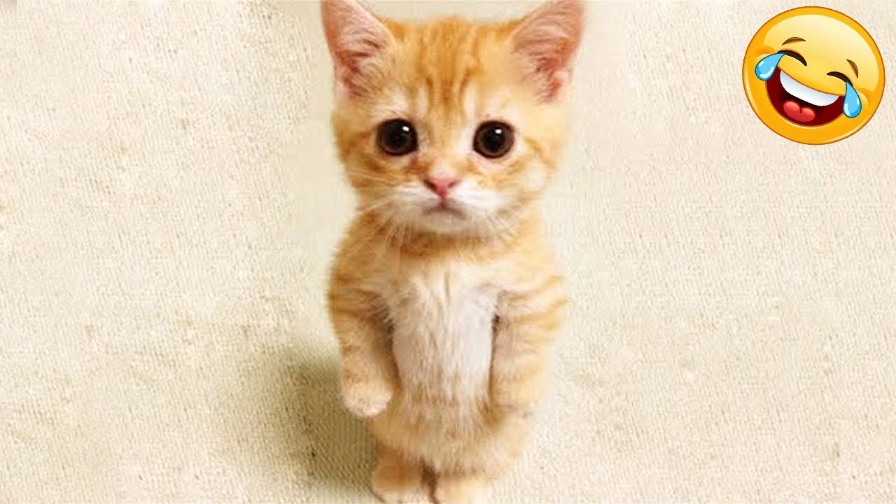 かわいい猫 おもしろ猫動画 最も面白い猫の映画 4 Youtube