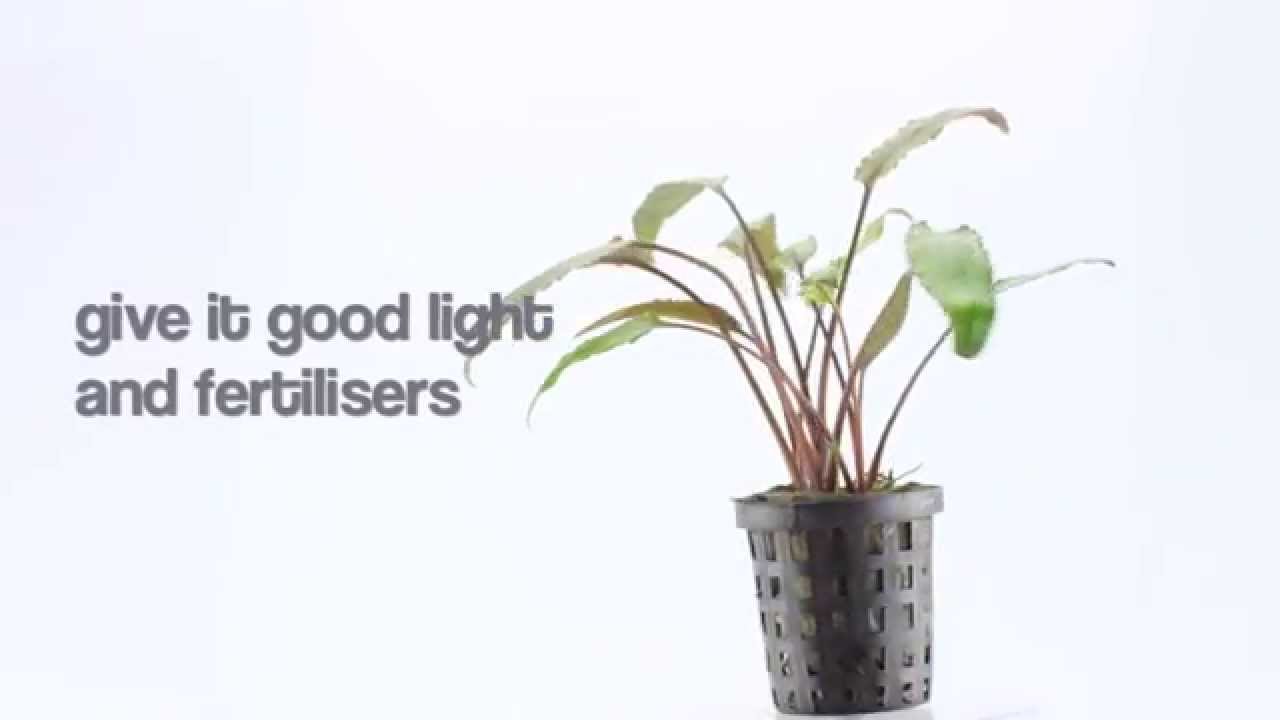 Aquarium Plant Cryptocoryne walkeri - suitable for beginners interested in planted aquariums