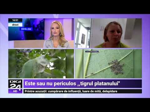 Video: Care Este Răul Provocat De Insecte