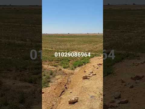 10 فدان عقد وكرت الفلاح بنجر السكر برج العرب بالإسكندرية بسعر مناسب 01029086964