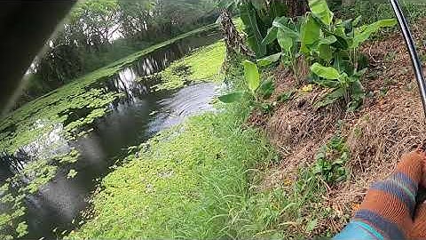 Cá rừng U Minh Thượng | Săn Hugo cá lóc đen U Minh Thượng | #Doantuananh151