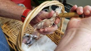 Hand feeding and weaning baby Cockatiels!