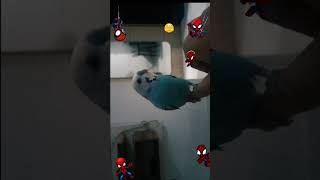 Download Lagu #birds #pokabitymordka #parrot #pikok #memes #funny #cute #budgies #love #cockatiel poka MP3 Download Lagu #birds #pokabitymordka #parrot #pikok #memes #funny #cute #budgies #love #cockatiel poka MP3