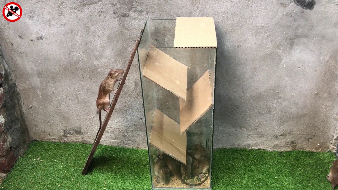 60 Minutes Piège à souris 🐭🐭🐭 Meilleure idée piège à souris eau 🐭 Top  10 Piège à rats 