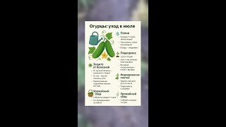 Огурцы в июле: полив, подкормка и защита от болезней