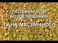 Лен масличный - технология возделывания